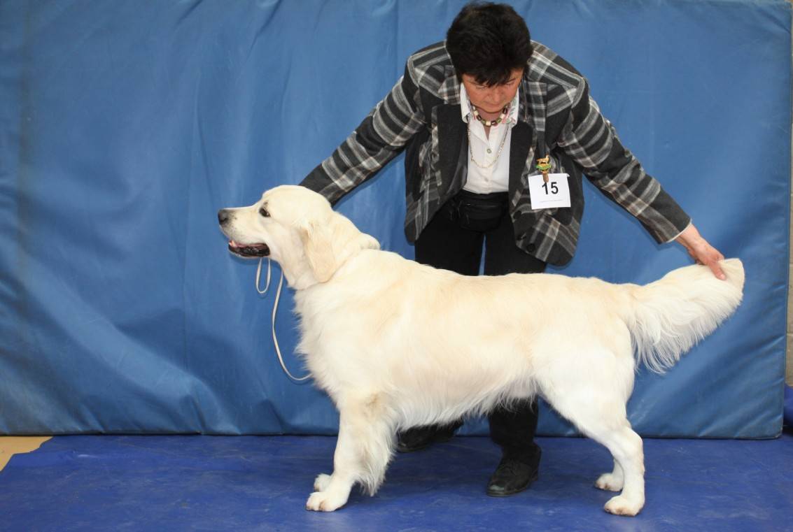 Class 5 Yearling Dog