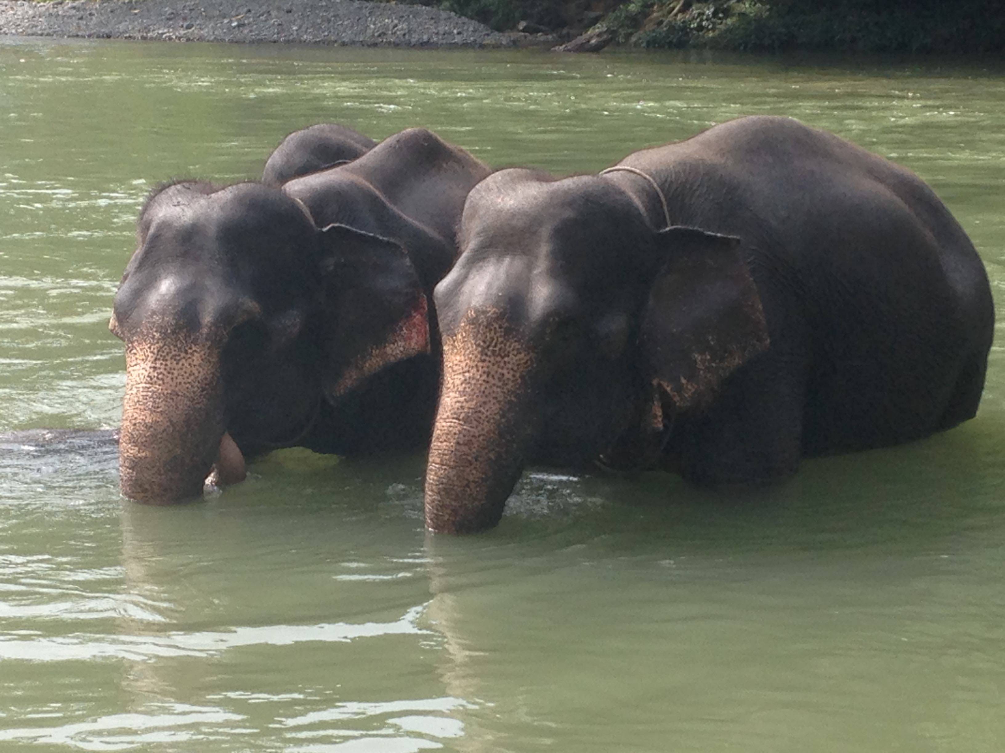 Tangkahan Elephant Sanctuary