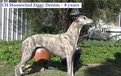 Ziggy 8 years & 2 days old