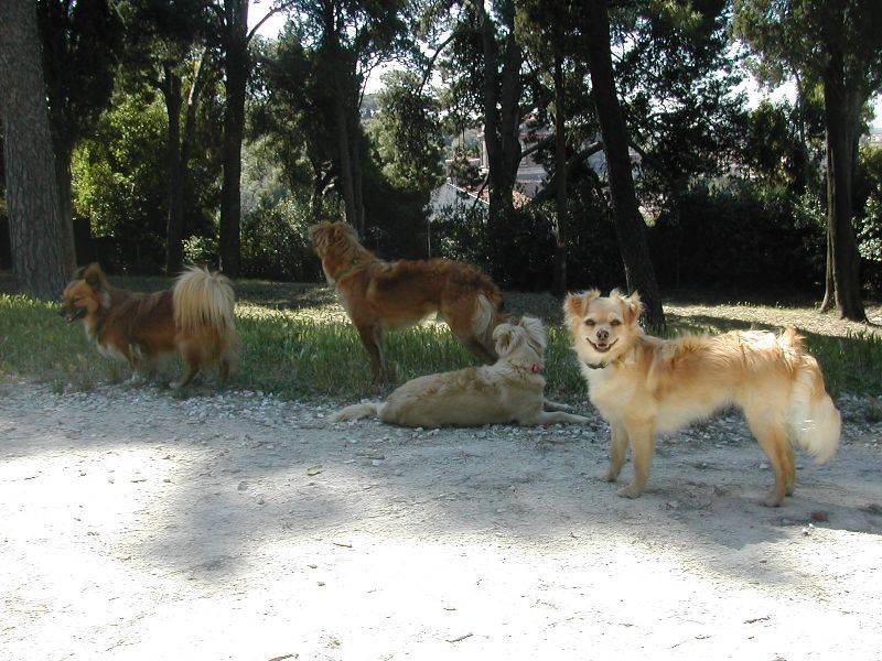 I cani di Flavia