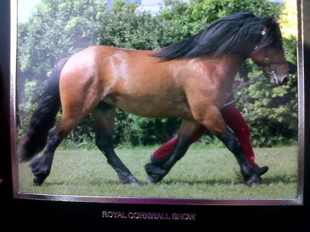 3 yr old winning Royal Cornwall
