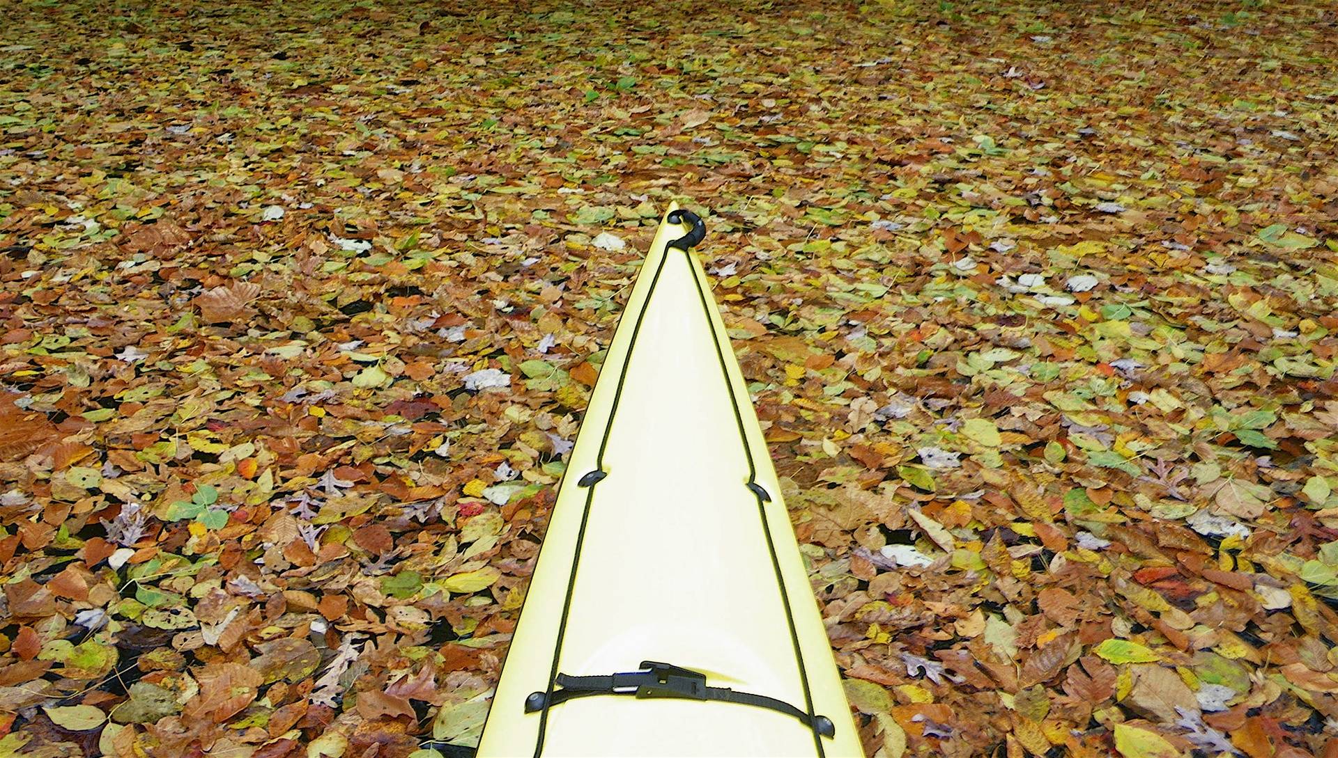 Paddling through leaves - Occoquan Creek