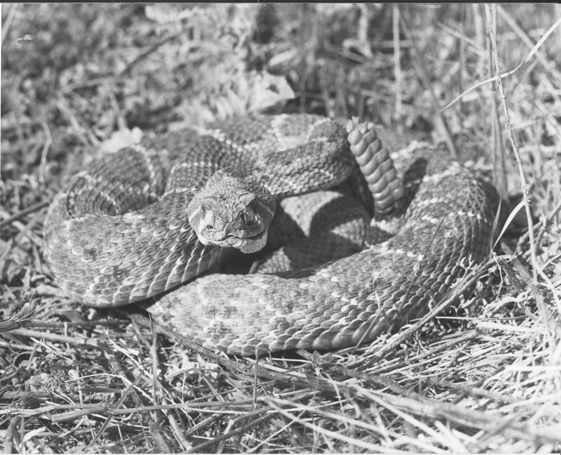 Western Diamondback Rattlesnake 1983