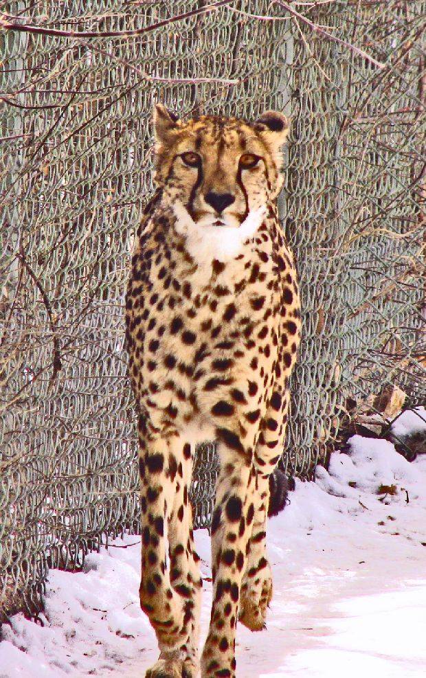 Cheetah in the Snow