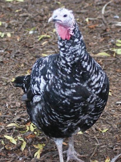 Tuxedo Black Hen