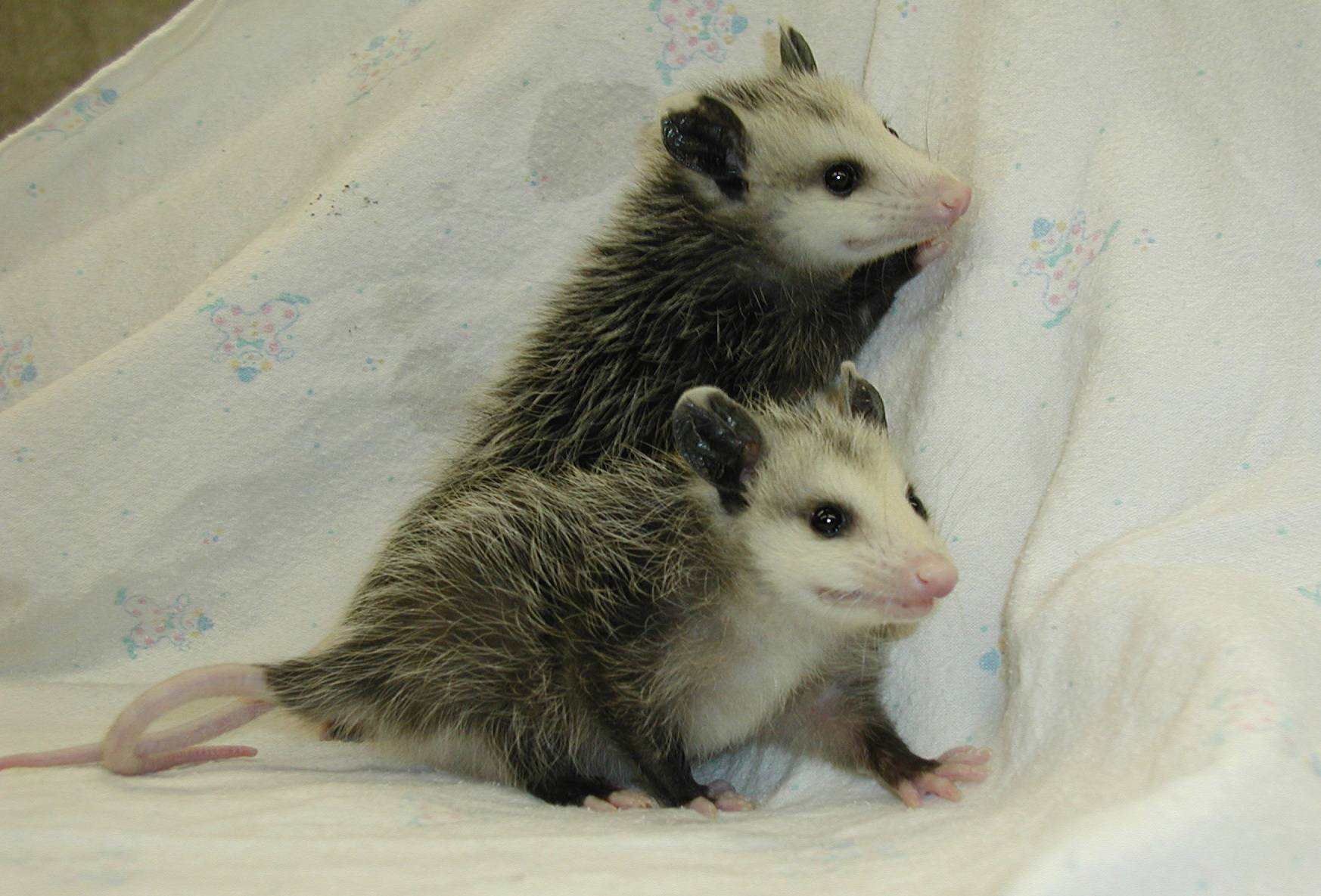 Young Virginia Opossums