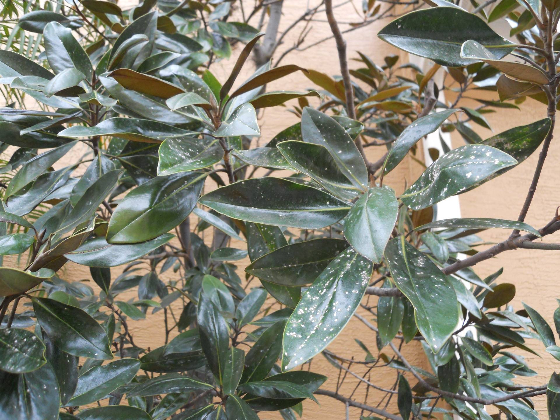 false oleander scale on magnolia