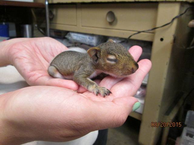 Baby squirrel - eyes shut