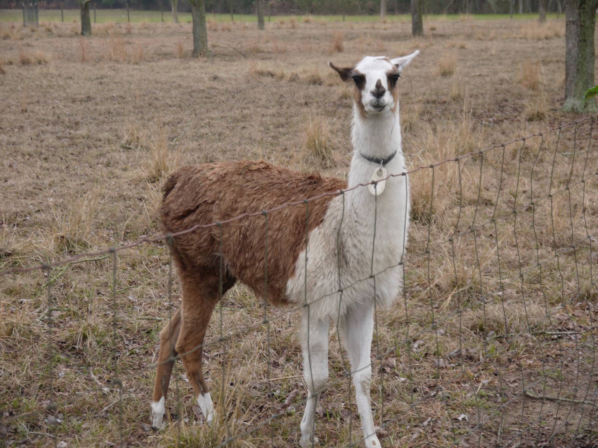 Guard Llama "Gerty"