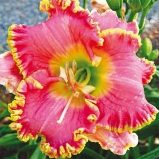 One of our 50 varieties of daylily.