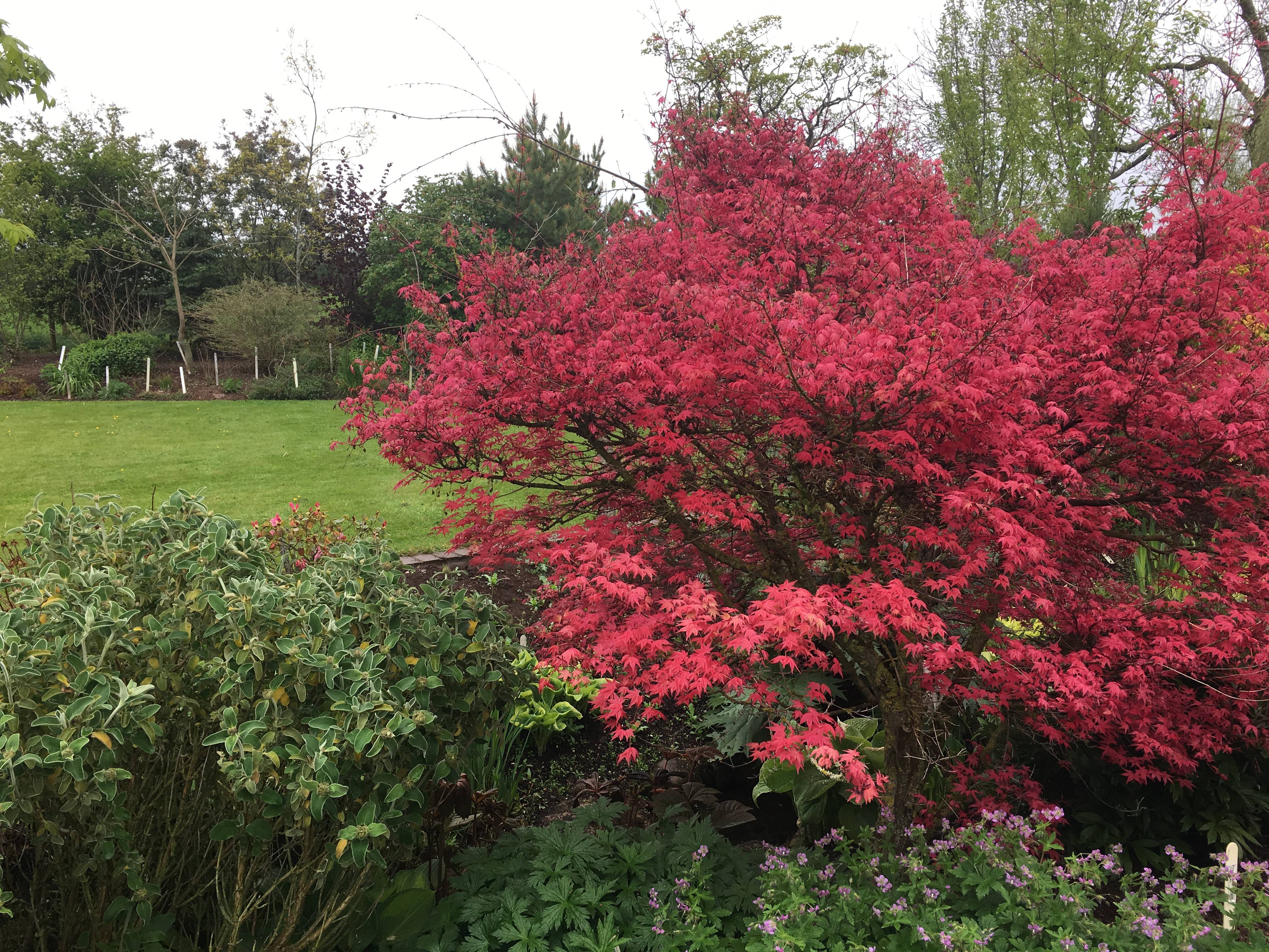 Beautiful acer in the gardens of Larch Cottage