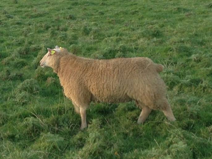 New Ewe Lamb 2