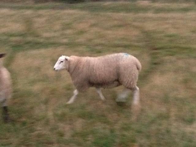 Lleyn Ram Lamb