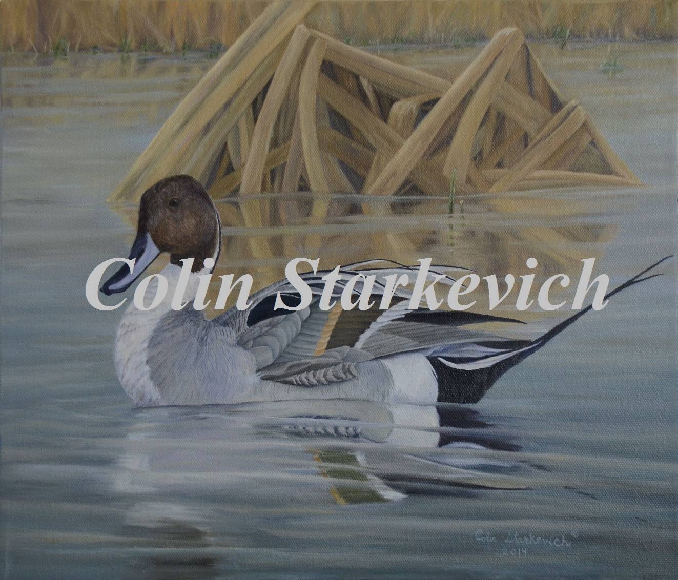 Northern Pintail-Commission (12 by 14" oil on canvas) In Private Collection