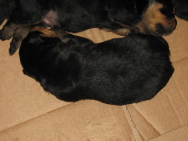 Puppies at 2 weeks...