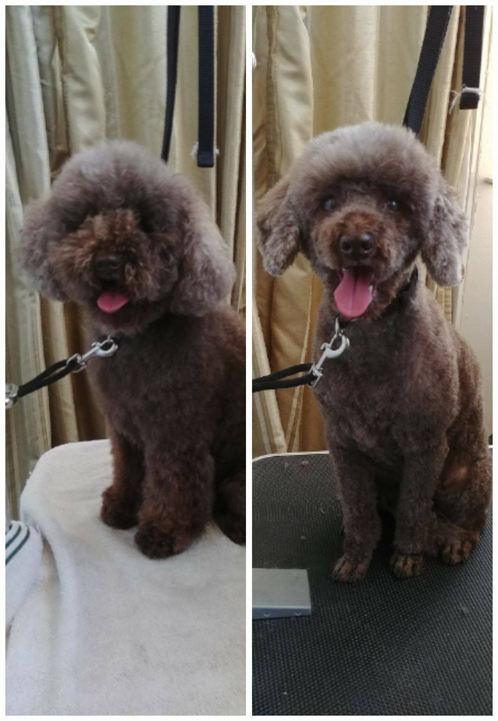 Rylee the Toy Poodle