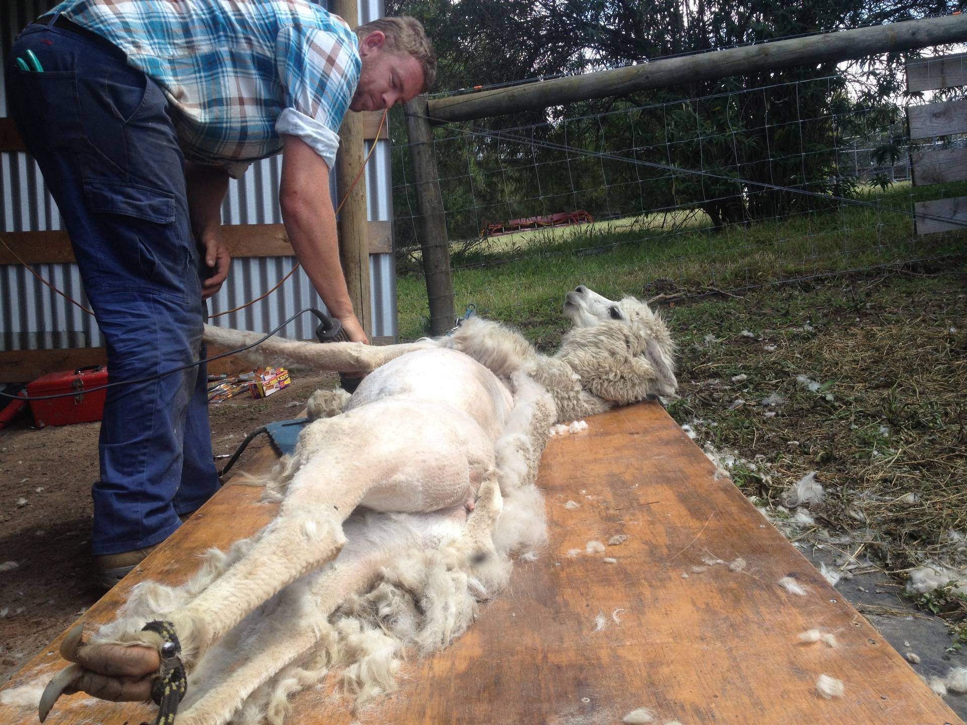 Ground shearing