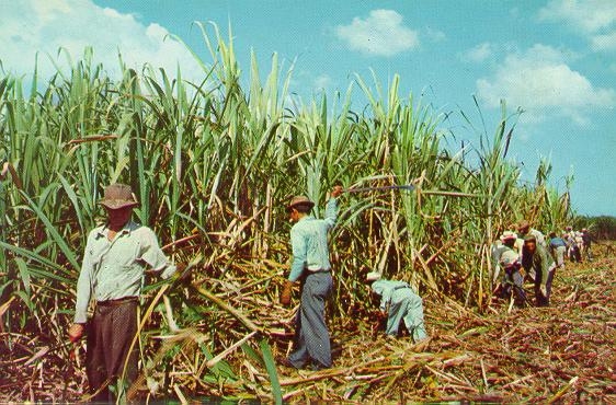 SUGER CANE CUTTERS #2