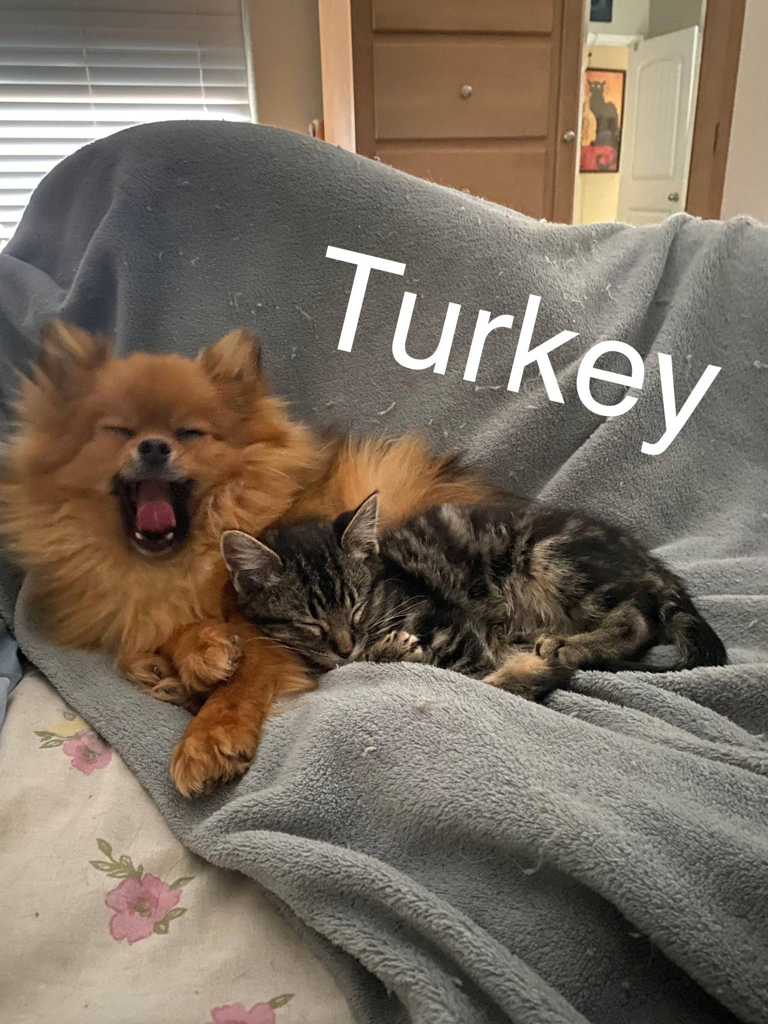 Turkey (cat)