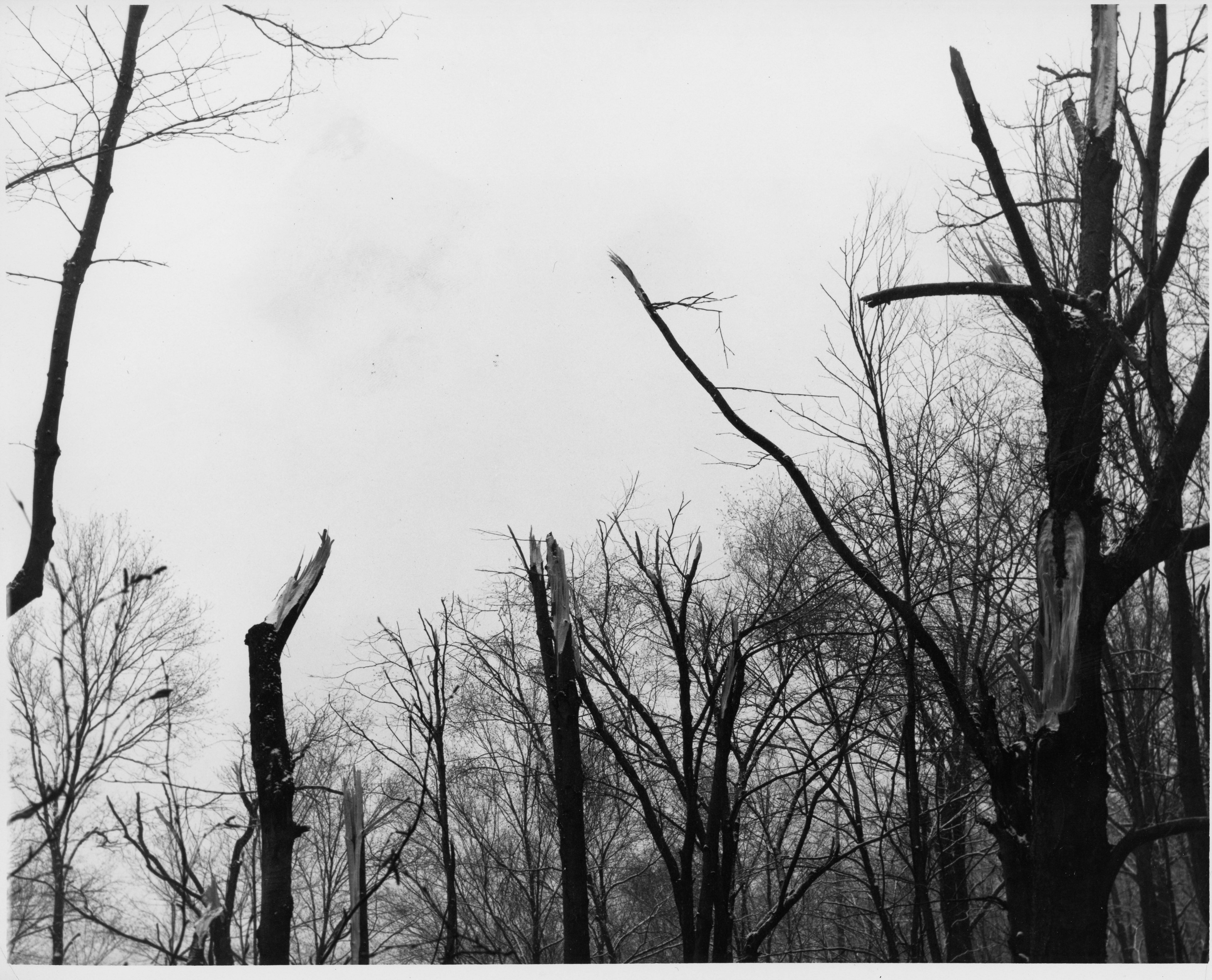 Impact with trees. Photo courtesy of the Williamsport Sun Gazette archive.
