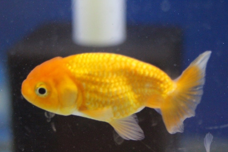 Lionhead Goldfish -$16