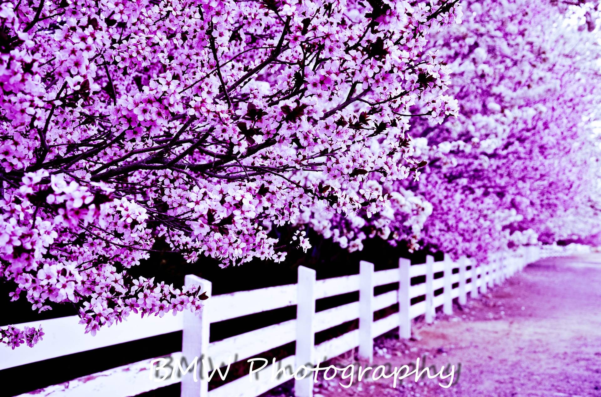 Purple Cherry Blossoms
