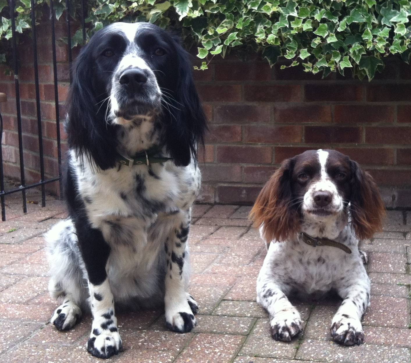 Clemie and Fizz - Springer Spaniels