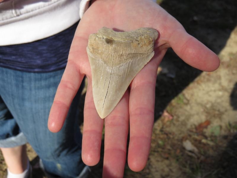 Megalodon tooth found on one of our Stratford Hall Trip