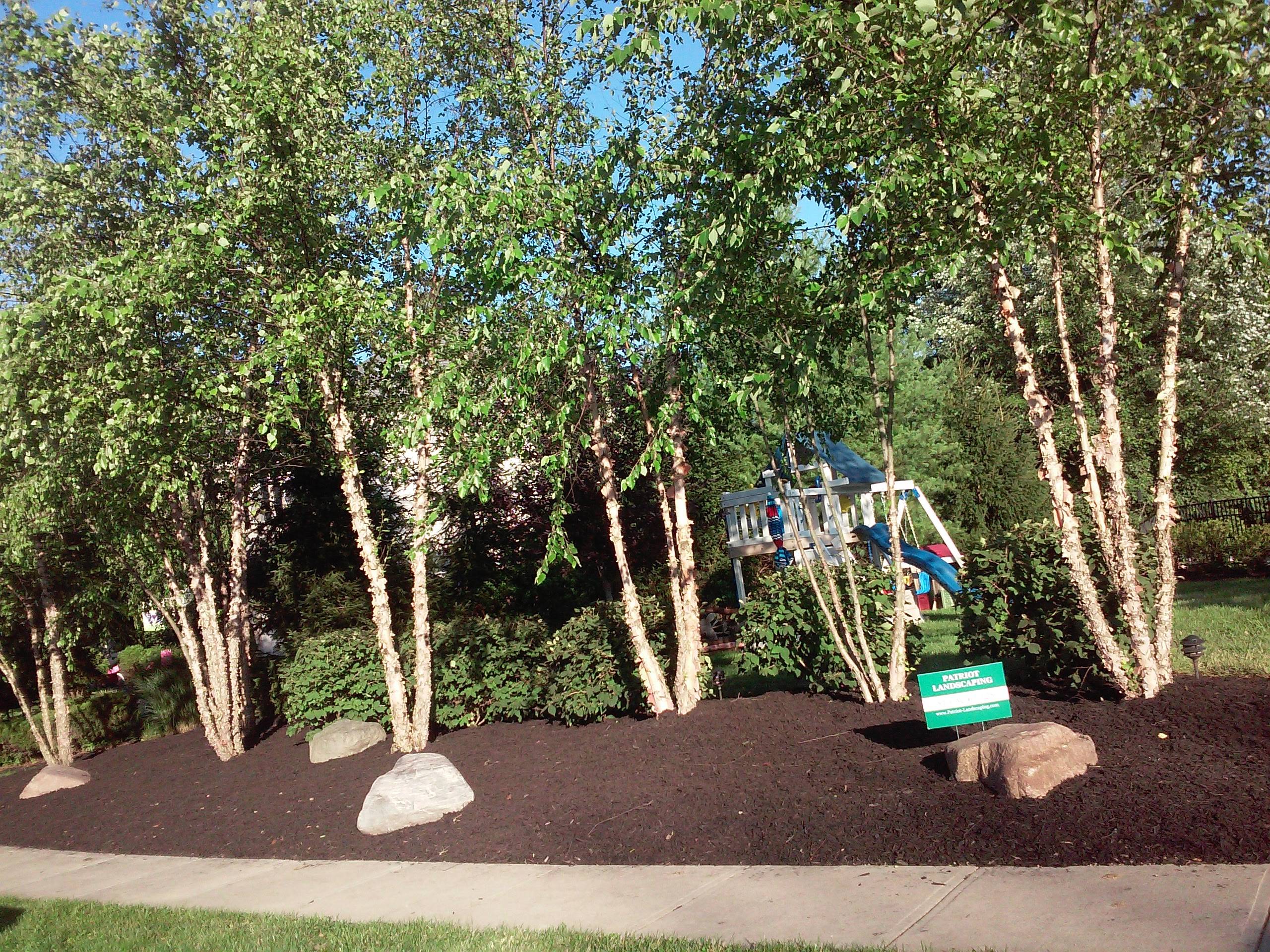 Birch Trees and lots of mulch