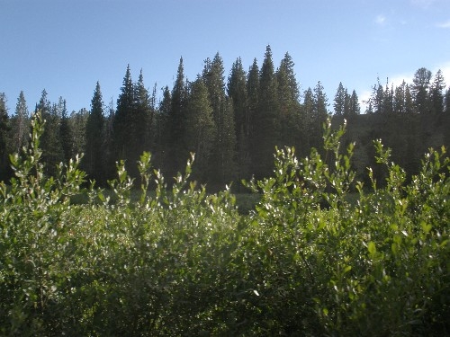 Idaho Forest