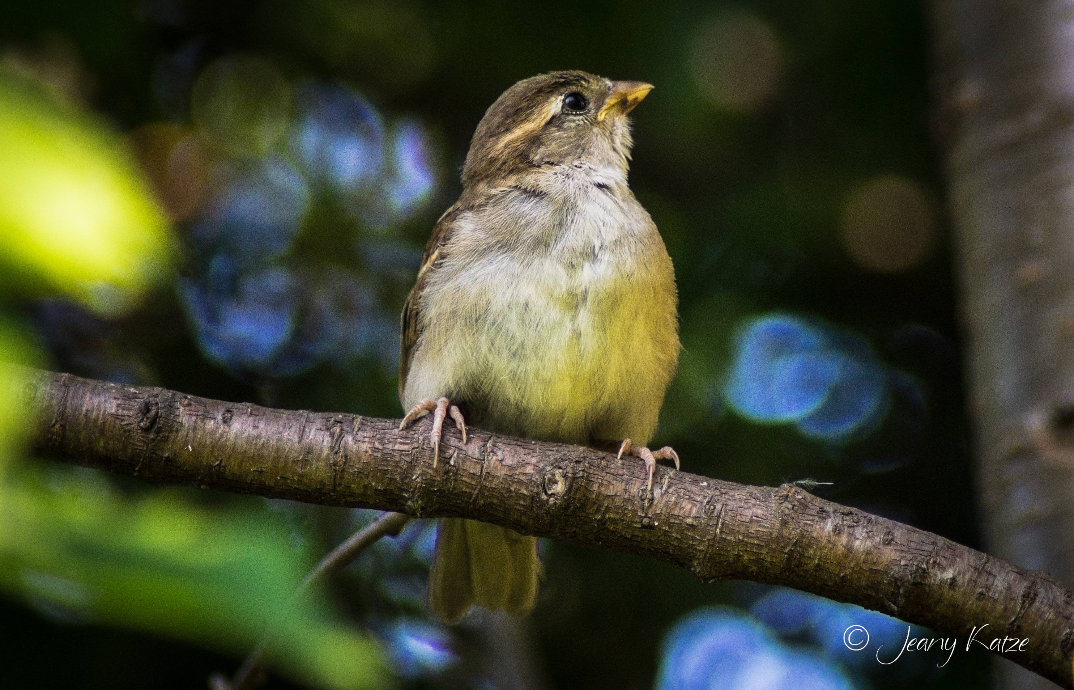 Junger Spatz auf Ast / Young sparrow