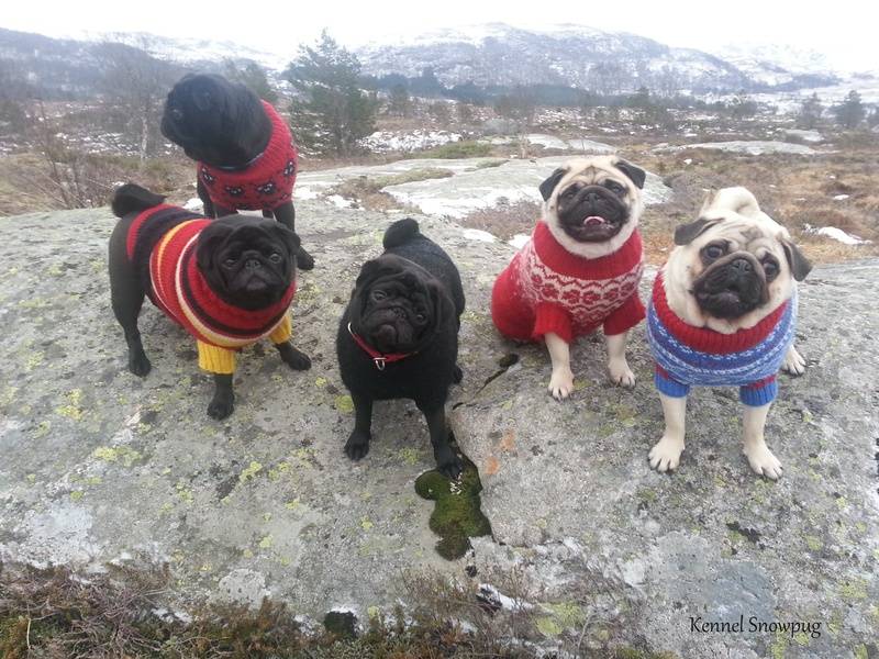 The pug gang for the day 25.01.01
