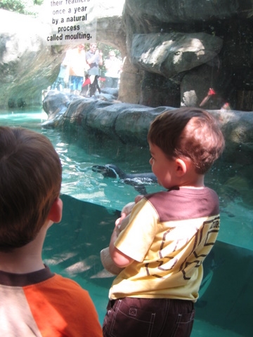 A great penguin exhibit with friendly penguins