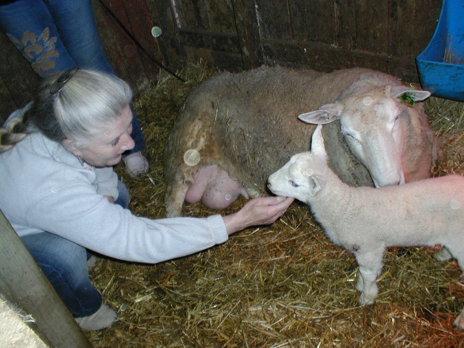 Hazel & Lambs