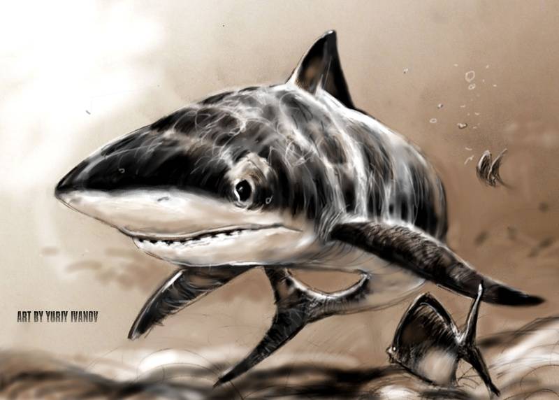 Shark - sketch 2013