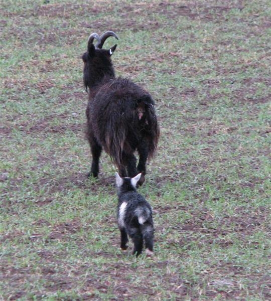 Wild goat with kid in Cheviots
