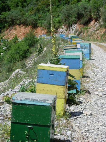 painted bee hives