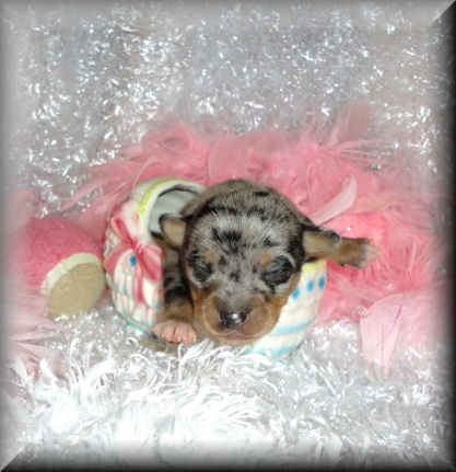Ryleigh Girl, Tweed Blue Merle SOLD. Promised to Laurie, Congrats!