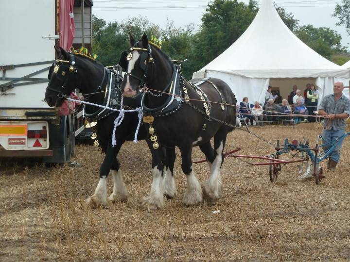 Shire horses in full show harness