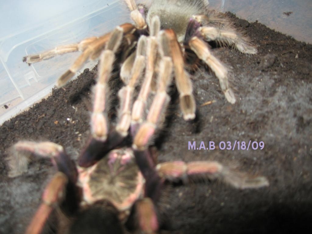 Pamphobeteus ultramarinus Breeding 2
