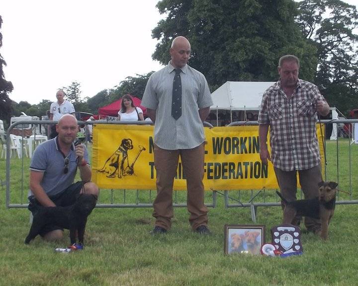 NWTF Open Show 2014 - Best Coloured Terrier (right) & Reseve (left).