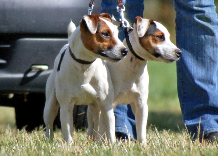 Smooth Coated Jack Russell Terrier.
