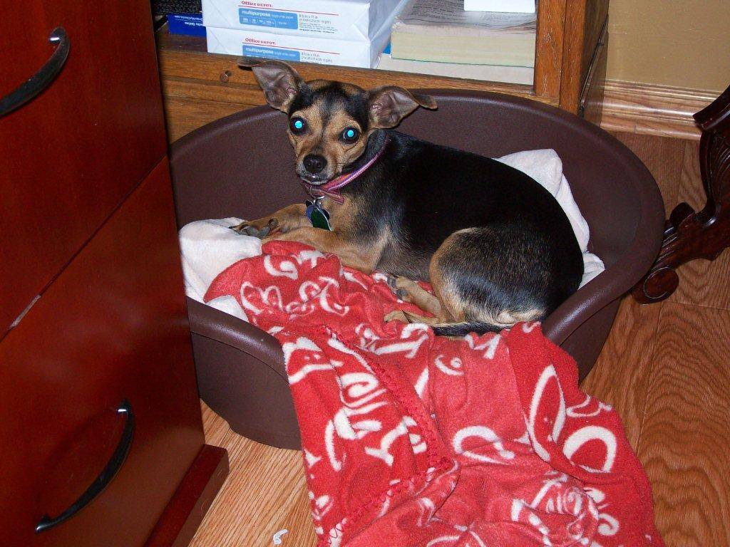 This dog bed is my new favorite. You can find a link for the company on our links page.