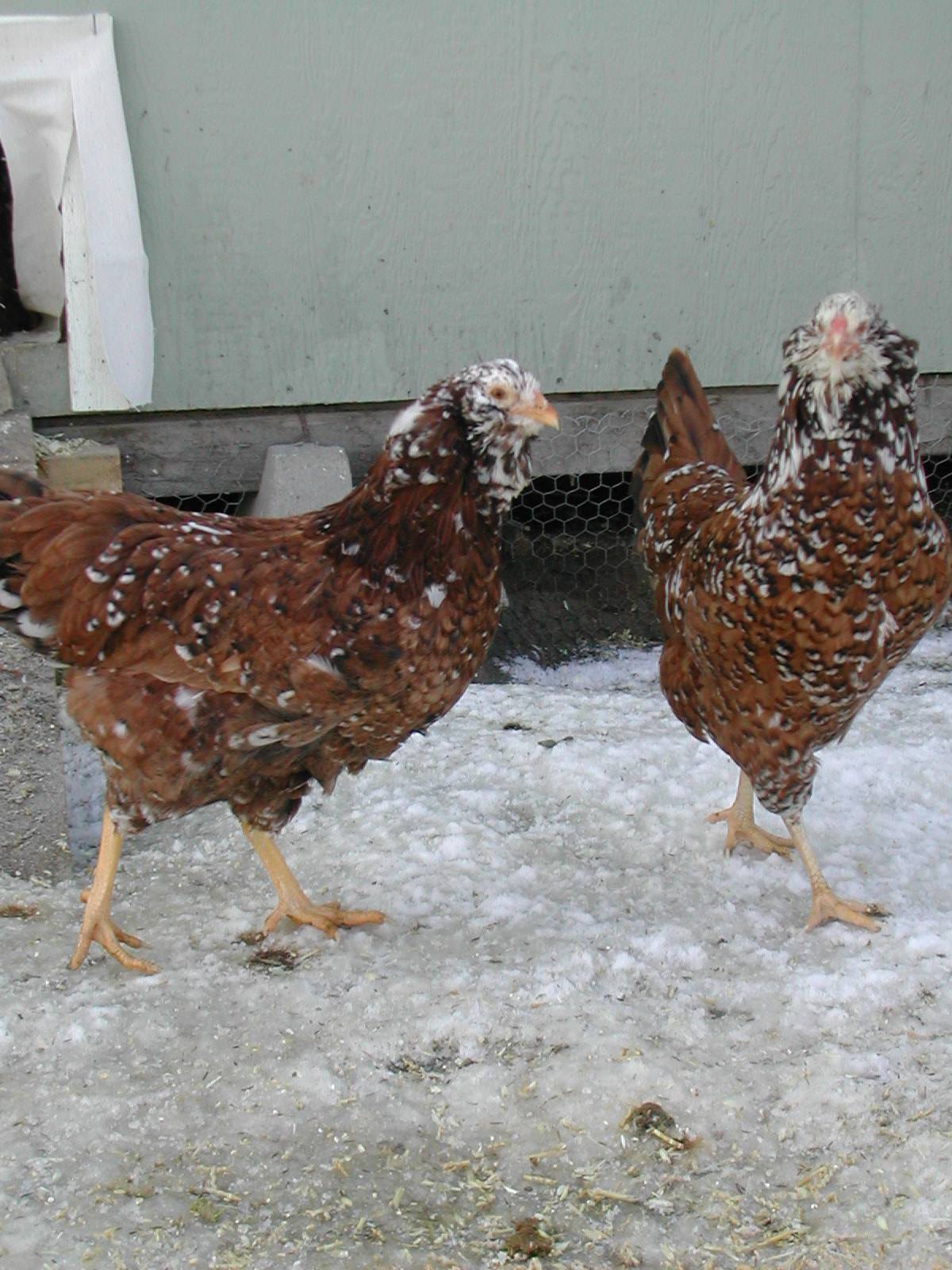 Young Pullets