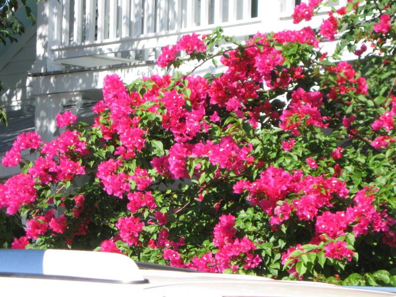 Beautiful flowers in Key West
