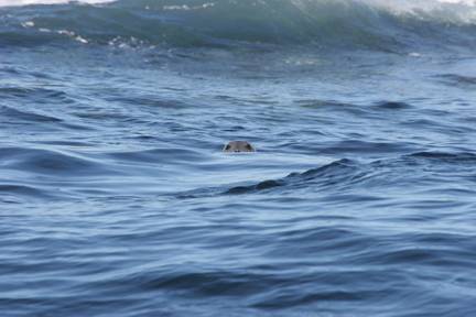 Grey seal swimming