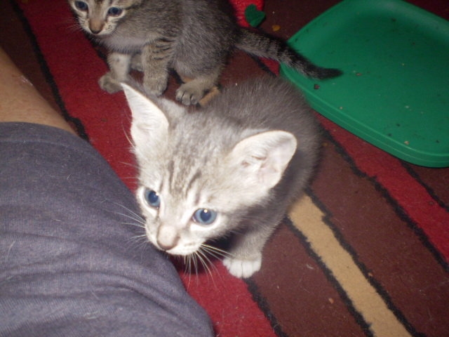 Kittens at 4 1/2 weeks