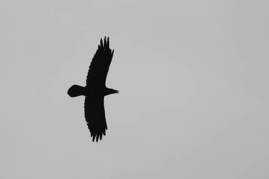 Common Raven  (GRAND CORBEAU)