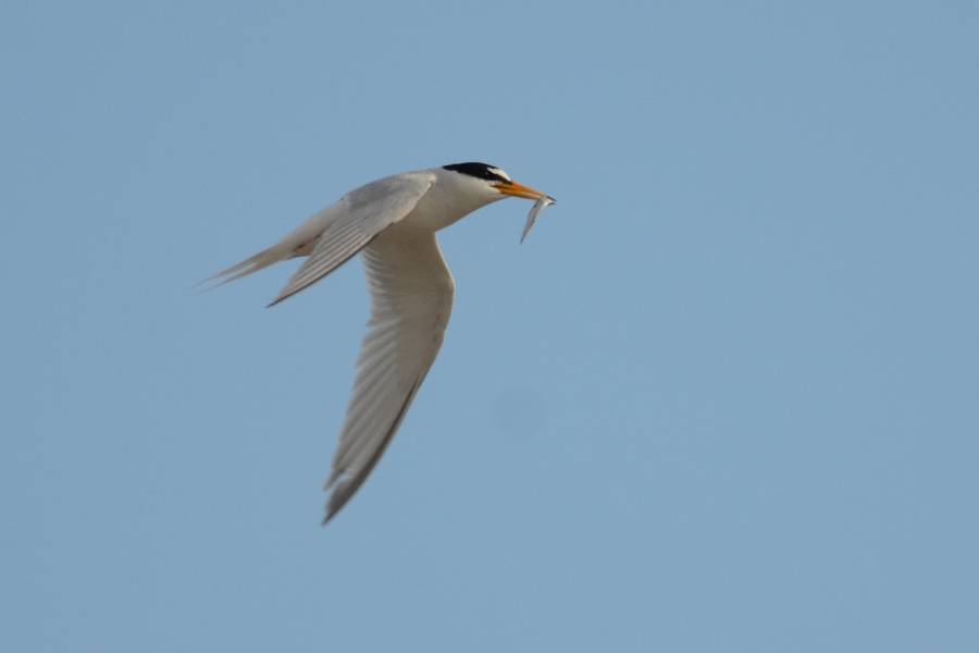Little Tern   STERNE NAINE