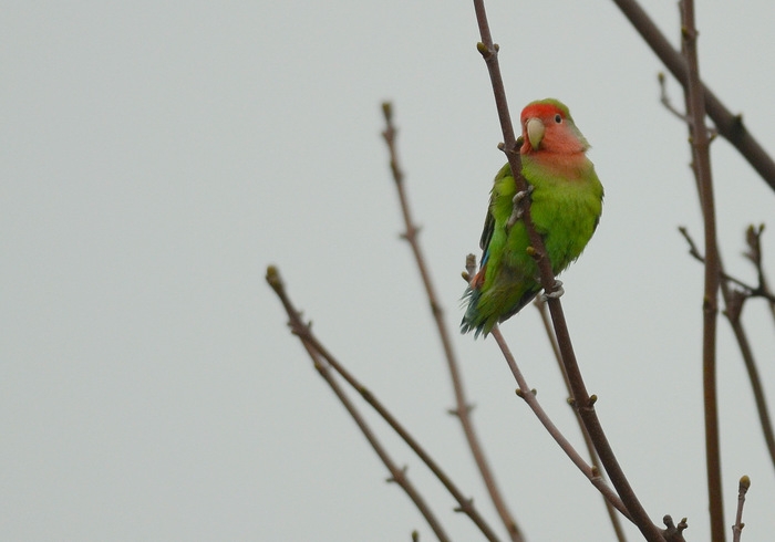 Rosy-faced Lovebird  (INSEPERABLE ROSEGORGE)